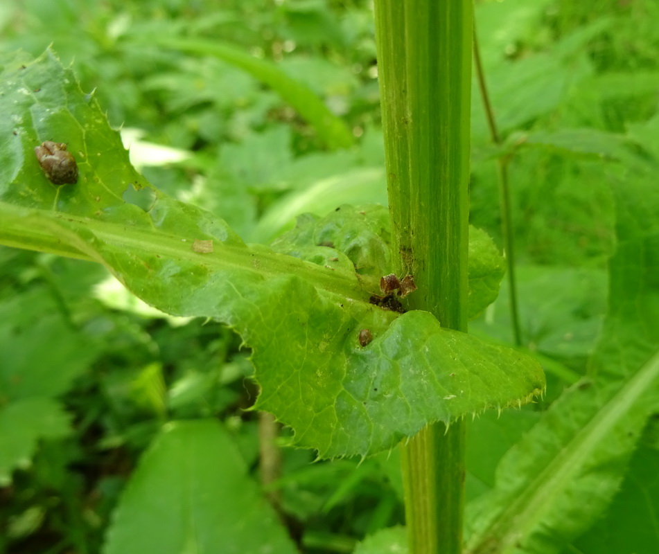 Изображение особи Cirsium heterophyllum.