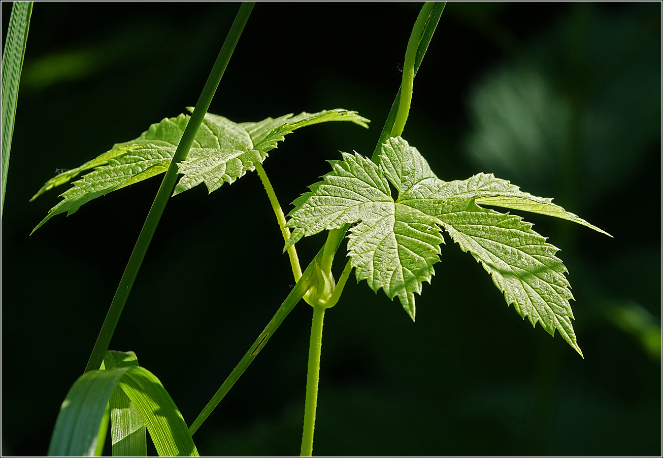 Image of Humulus lupulus specimen.