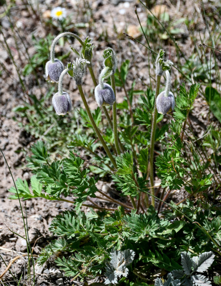 Image of Pulsatilla campanella specimen.