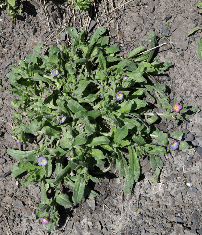 Image of Nonea versicolor specimen.