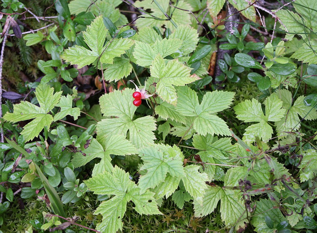 Изображение особи Rubus humulifolius.