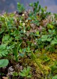 Zigadenus sibiricus. Цветущее растение. Хабаровский край, р-н им. Полины Осипенко, хр. Дуссе-Алинь, берег оз. Горное, ≈ 1300 м н.у.м., поросший мхами каменистый участок берега, у воды. 20.07.2021.