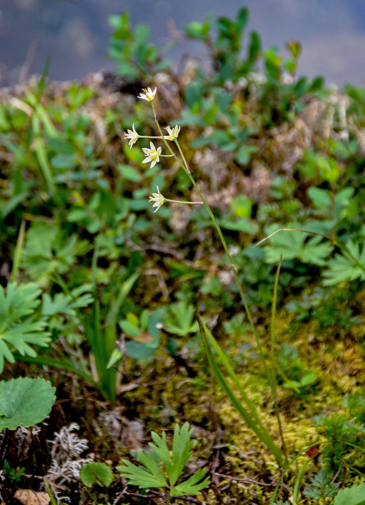 Изображение особи Zigadenus sibiricus.