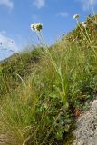 Knautia involucrata