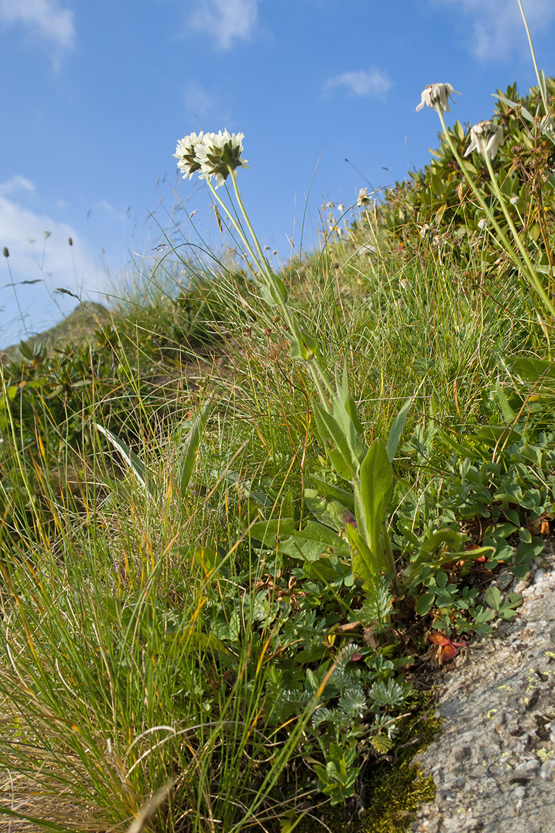 Изображение особи Knautia involucrata.