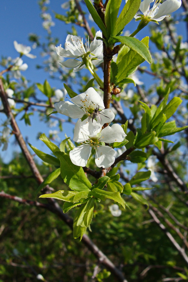 Изображение особи род Prunus.
