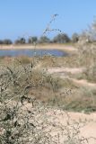 Atriplex patula. Плодоносящие ветви. Крым, Севастополь, мкр. Любимовка, песчаный пустырь между посёлком и пляжем. 24.09.2023.