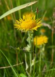 Inula britannica. Соцветие. Республика Саха (Якутия), Горный улус, Мытахский наслег, окр. базы \"Уораннах\", лужайка в березняке. 23.07.2023.
