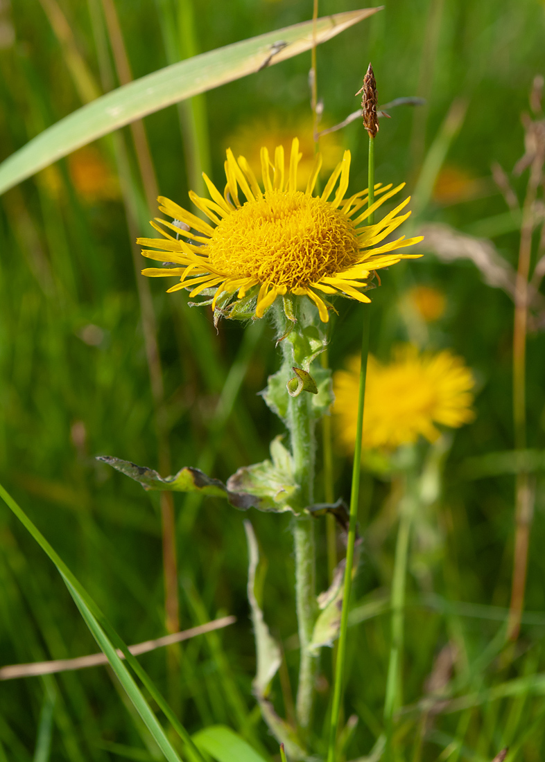 Изображение особи Inula britannica.