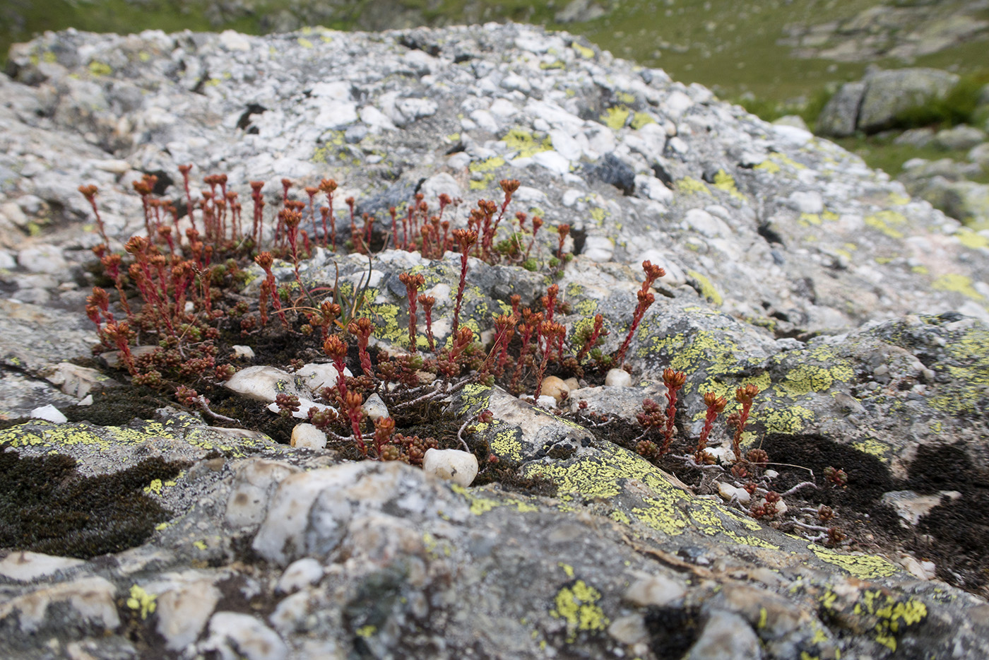 Изображение особи Sedum tenellum.