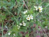 Buglossoides rochelii