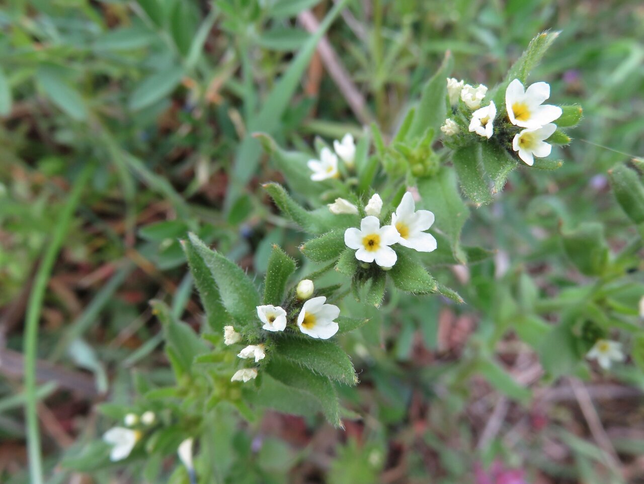 Image of Buglossoides rochelii specimen.