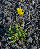 Arnica iljinii. Цветущее растение. Красноярский край, гор. округ Норильск, пос. Снежногорск, побережье Усть-Хантайского водохранилища, прибрежный галечник. 27.07.2023.