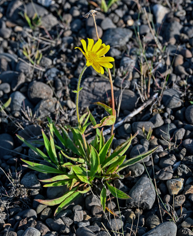 Изображение особи Arnica iljinii.