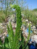 Plantago major