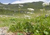 Heracleum apiifolium. Цветущие растения. Карачаево-Черкесия, Урупский р-н, хр. Загедан, долина Ацгарских озёр, ≈ 2500 м н.у.м., морена, альпийский луг. 09.08.2023.