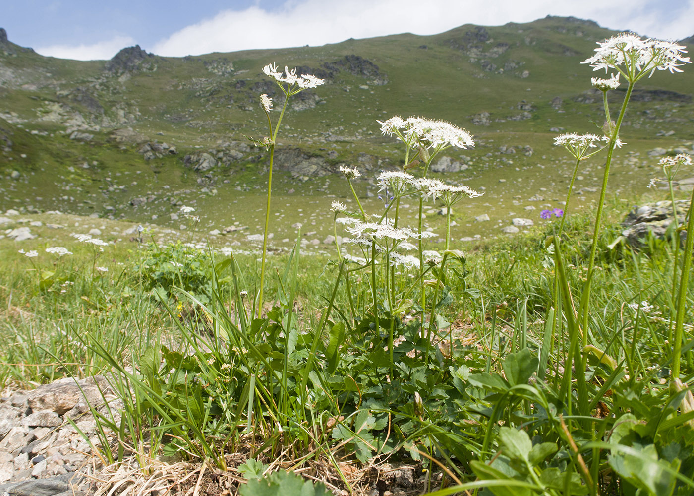 Image of Heracleum apiifolium specimen.