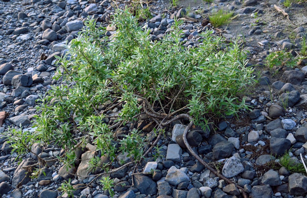 Image of genus Salix specimen.