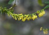 Melilotus officinalis. Верхушка соцветия и незрелые плоды. Чечня, Шаройский р-н, левый берег р. Шароаргун, напротив правого притока, на котором находится ур. Кенсой, обочина дороги. 12 августа 2023 г.