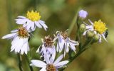 Tripolium pannonicum