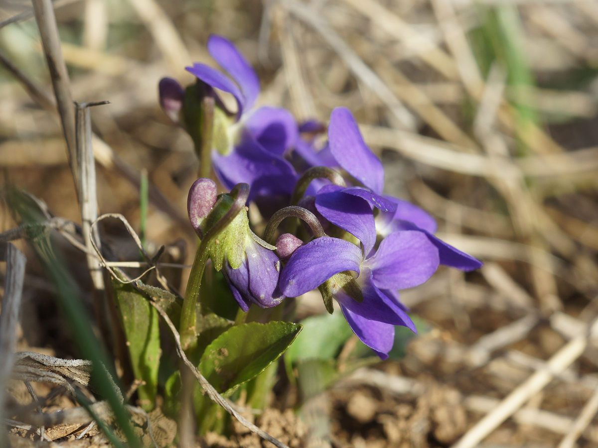 Image of Viola ambigua specimen.