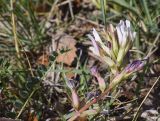 Astragalus monspessulanus. Соцветие и верхушка листа. Испания, автономное сообщество Каталония, провинция Жирона, комарка Ла-Гарроча, муниципалитет Ла-Валь-де-Бианья, подр-н (субкомарка) Л’Альта-Гарроча, окр. дер. Sant Salvador de Bianya, 643 м н.у.м., средняя часть склона зап. экспозиции, обочина дороги. 12.04.2024.