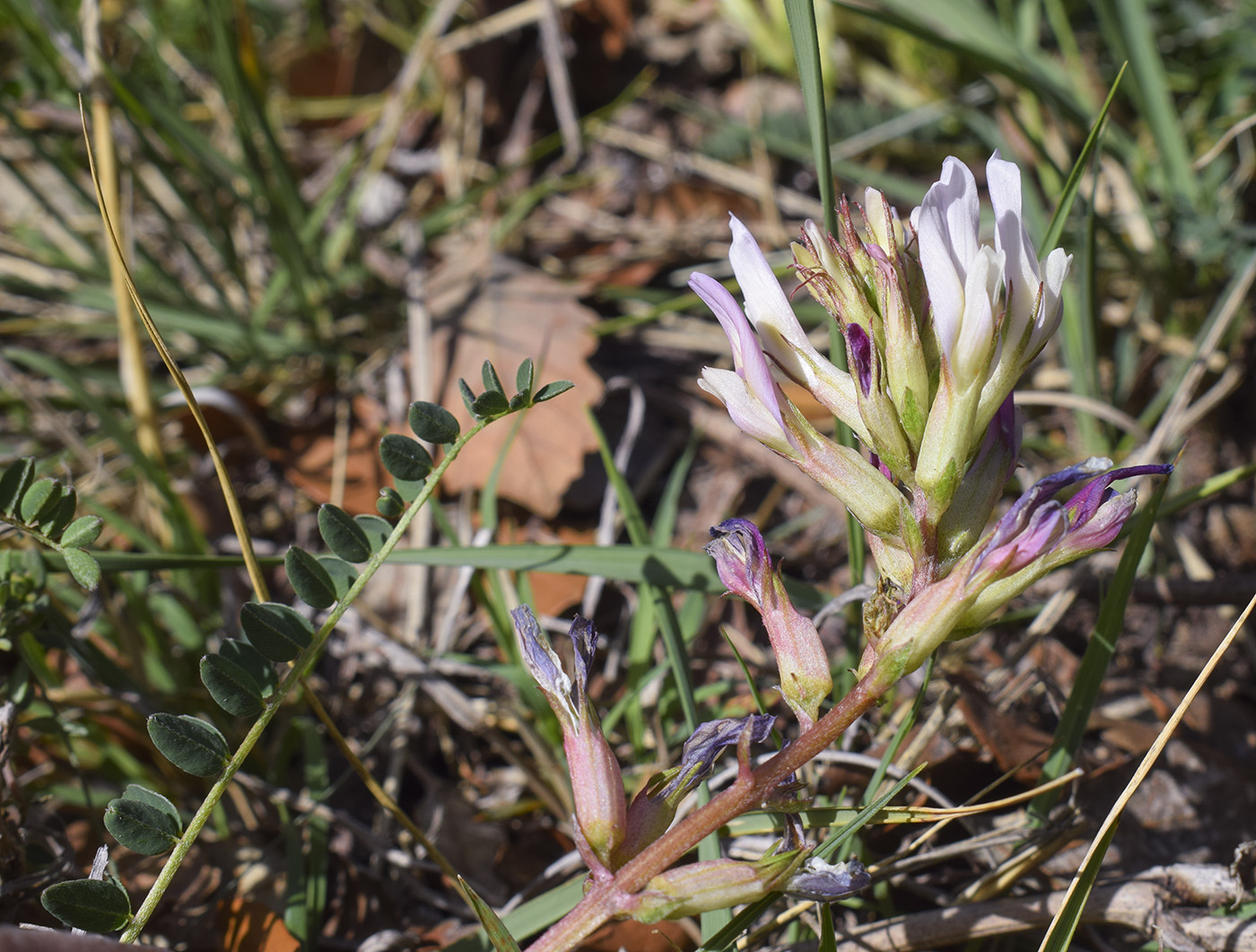 Image of Astragalus monspessulanus specimen.