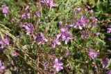 Chamaenerion colchicum