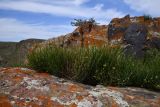 Ephedra intermedia