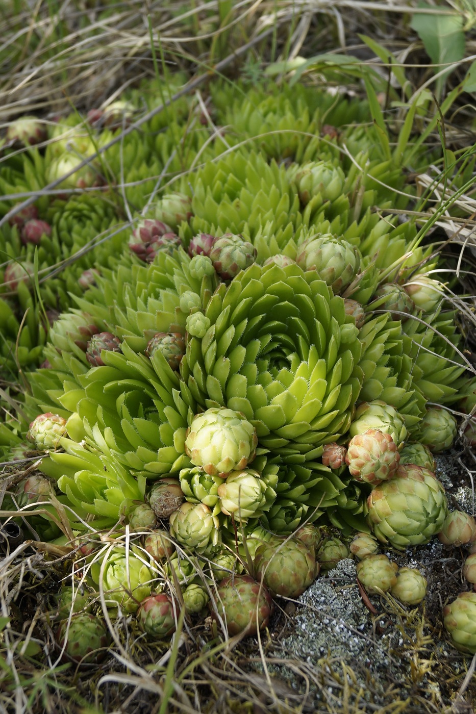 Изображение особи Jovibarba globifera.