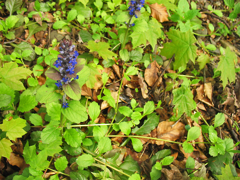 Изображение особи Ajuga reptans.