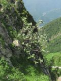 genus Sorbus