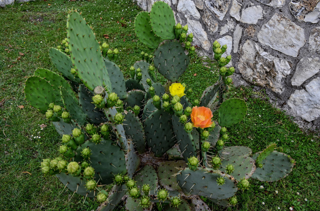 Image of genus Opuntia specimen.