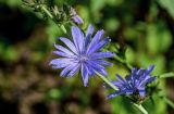 Cichorium intybus