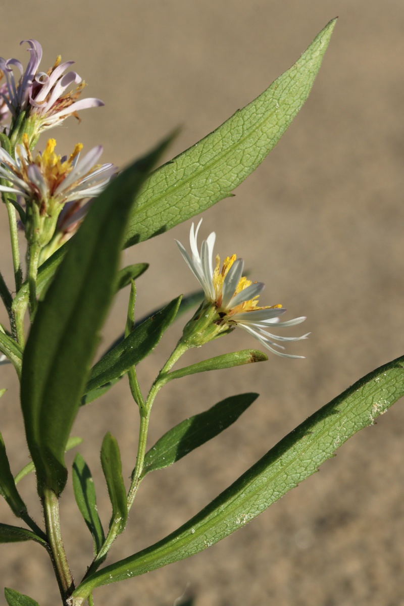 Image of Symphyotrichum &times; salignum specimen.