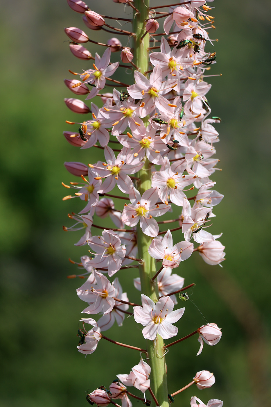 Image of Eremurus robustus specimen.