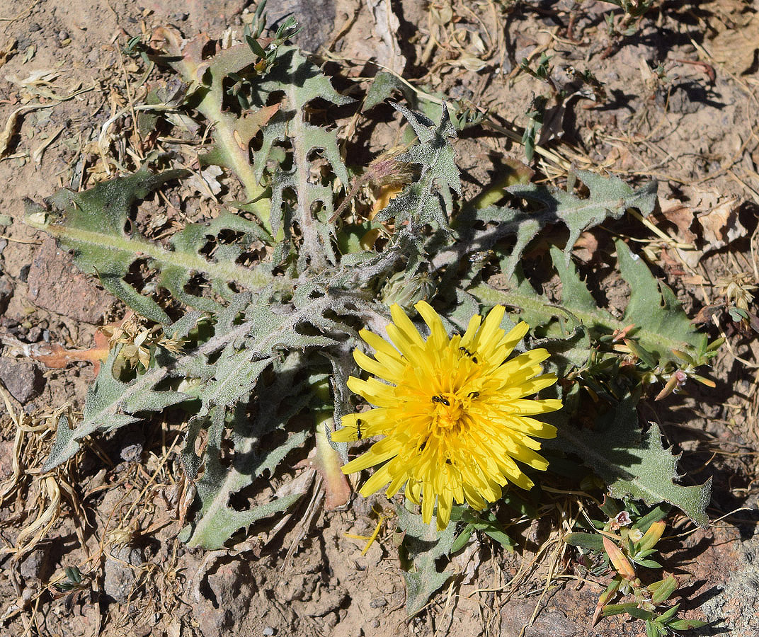 Image of Taraxacum turcomanicum specimen.
