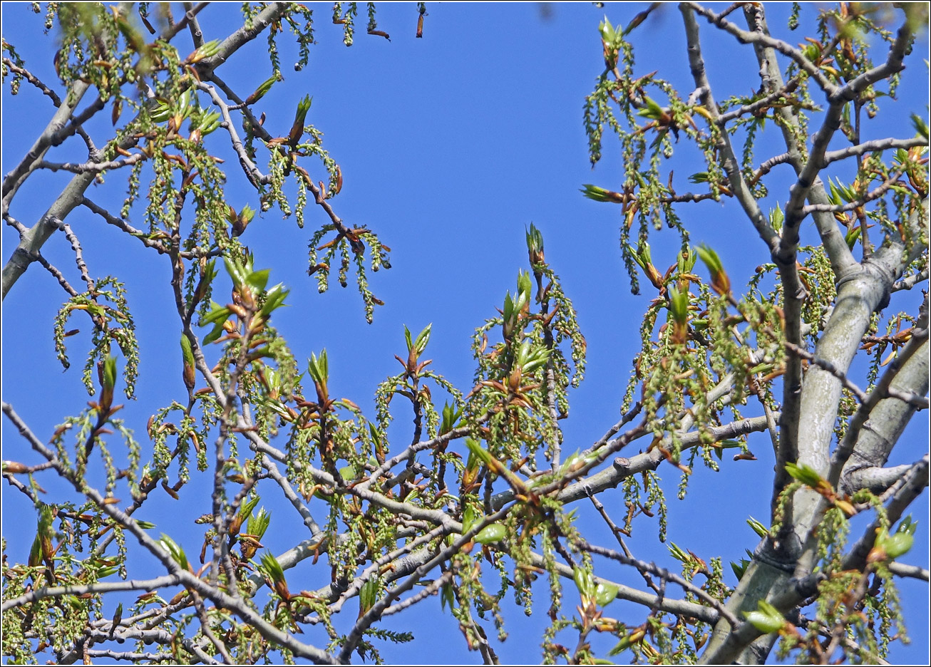 Image of Populus × sibirica specimen.