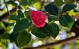 Camellia japonica. Верхушка ветви с цветком. Краснодарский край, Сочи, Хостинский р-н, парк \"Дендрарий\", в культуре. 13.03.2025.