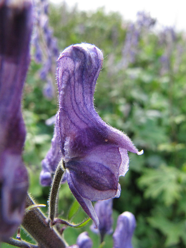 Изображение особи Aconitum septentrionale.