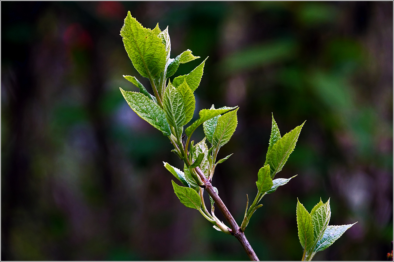 Image of Hydrangea paniculata specimen.