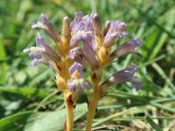 genus Phelipanche. Соцветия. Краснодарский край, м/о г. Новороссийск, окр. Суджукской лагуны, в травостое. 24.05.2025.