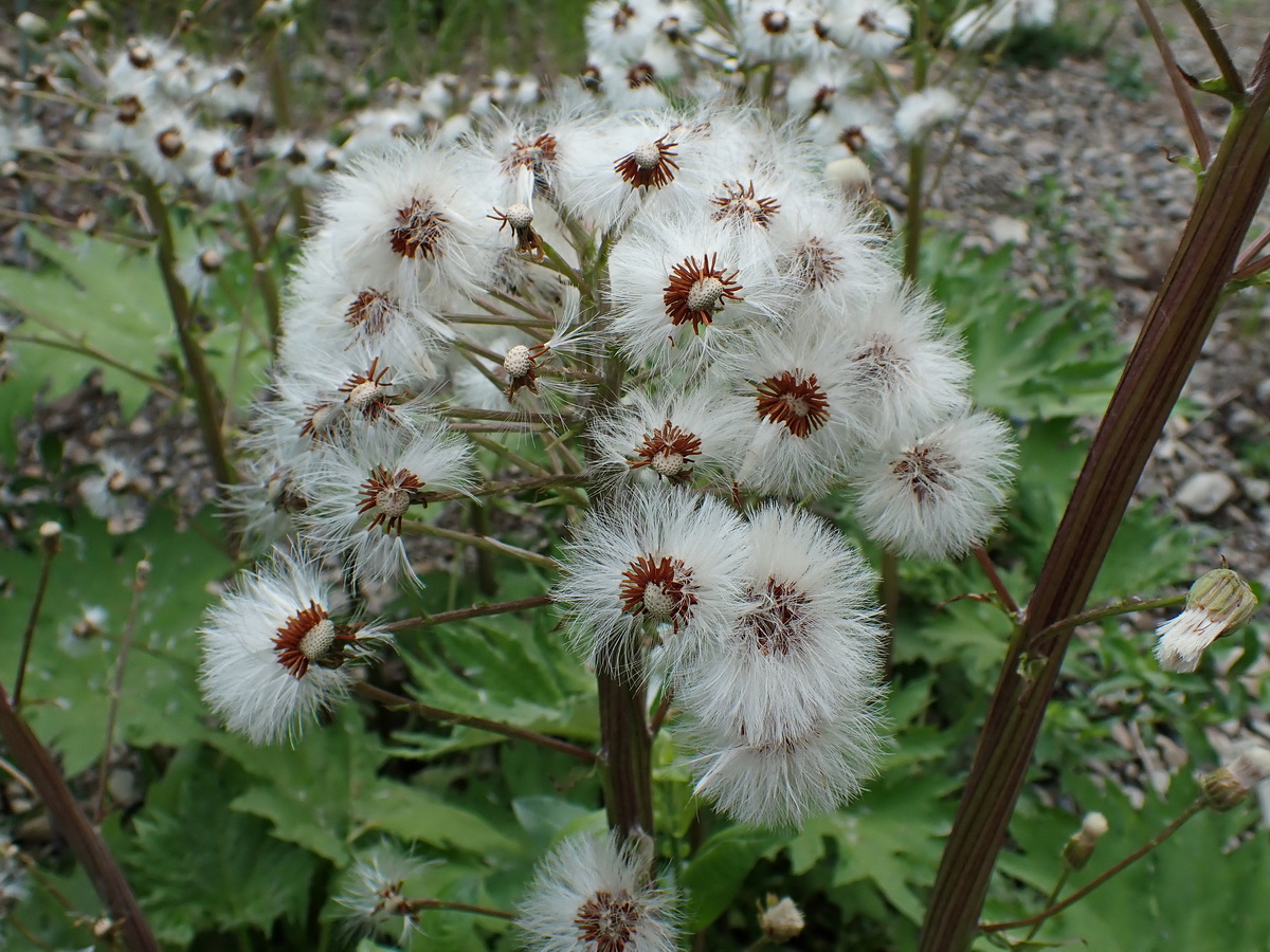 Image of Petasites tatewakianus specimen.