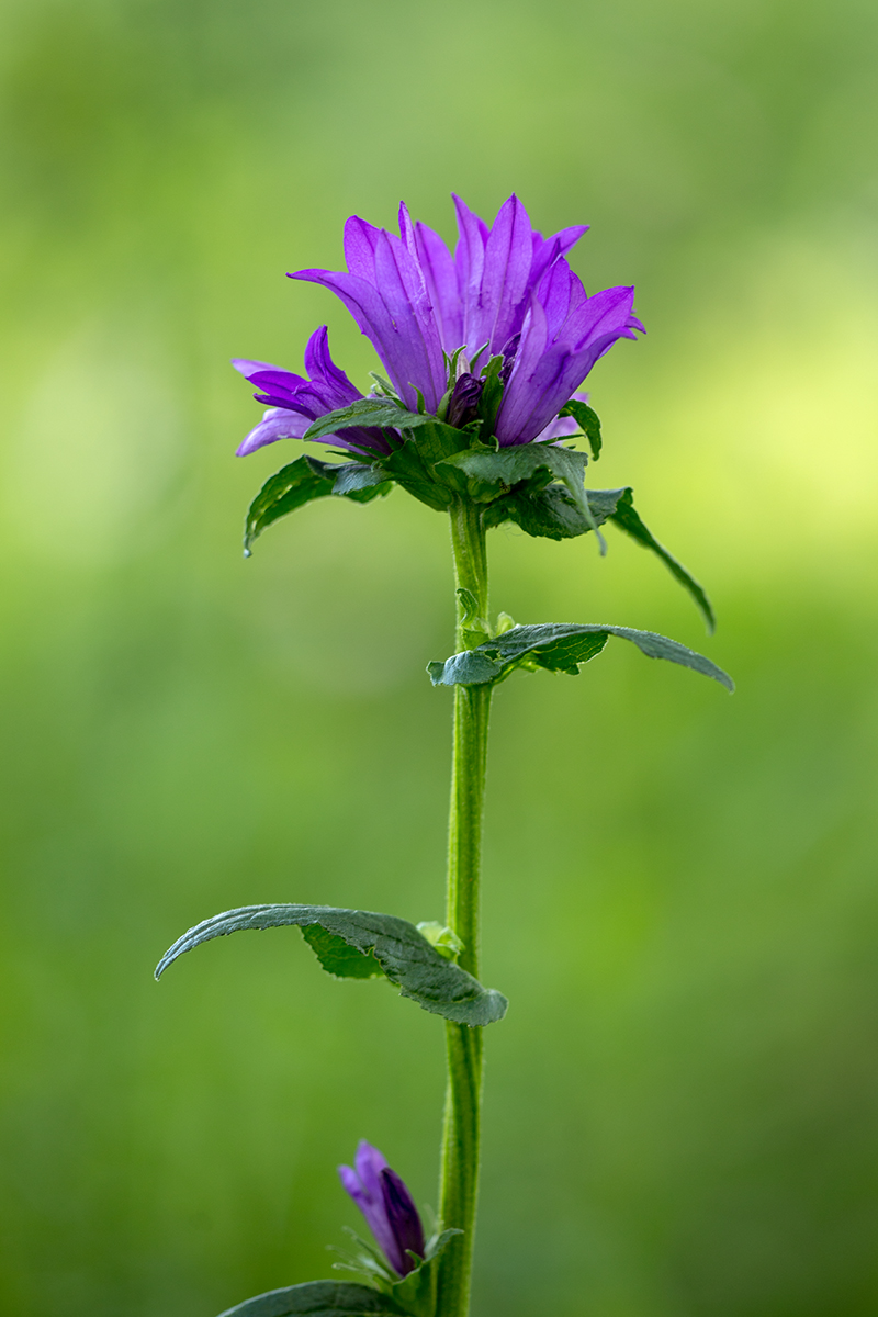 Image of Campanula glomerata specimen.