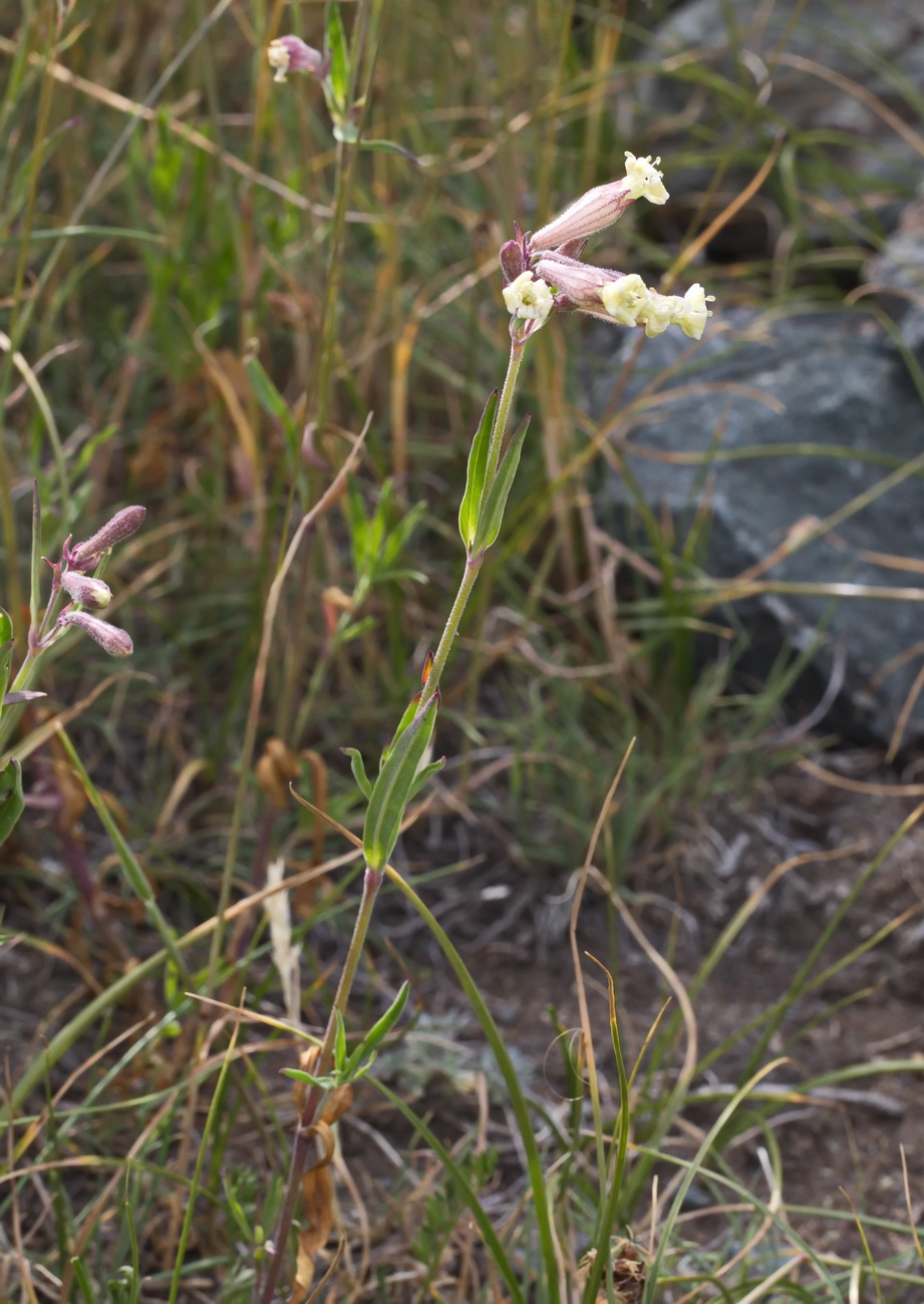 Изображение особи Silene amoena.