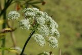 Cicuta virosa. Соцветие. Санкт-Петербург, Старый Петергоф, парк \"Сергиевка\", пруд у Английского домика, у уреза воды. 27.07.2025.