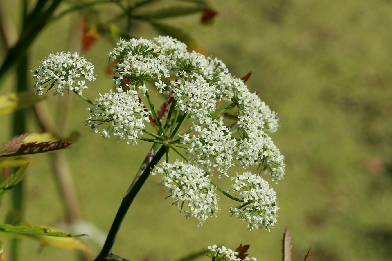 Image of Cicuta virosa specimen.