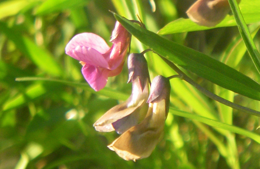 Изображение особи Lathyrus linifolius.