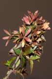 Abelia × grandiflora. Верхушка побега с чашечками. Узбекистан, г. Ташкент, Мирзо-Улугбекский р-н, в городском озеленении, в культуре. 20.01.2022.