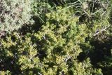 genus Juniperus. Верхушка веточки. Турция, ил Ван, р-н Битлис, СВ участок борта кальдеры Немрут. 21 мая 2025 г.